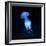 Jellyfish-null-Framed Photographic Print