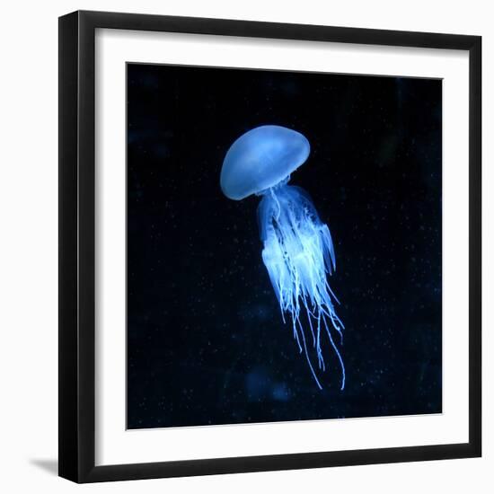 Jellyfish-null-Framed Photographic Print