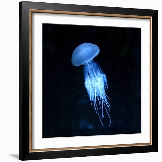 Jellyfish-null-Framed Photographic Print