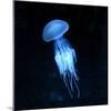 Jellyfish-null-Mounted Photographic Print