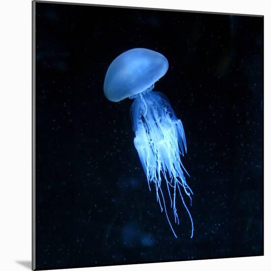 Jellyfish-null-Mounted Photographic Print