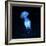 Jellyfish-null-Framed Photographic Print