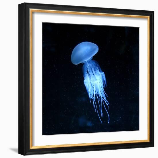 Jellyfish-null-Framed Photographic Print