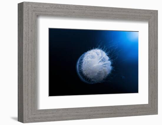 Jellyfish-Barathieu Gabriel-Framed Photographic Print