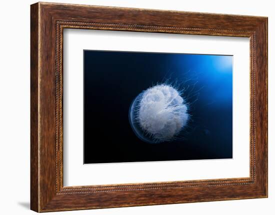 Jellyfish-Barathieu Gabriel-Framed Photographic Print