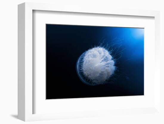 Jellyfish-Barathieu Gabriel-Framed Photographic Print