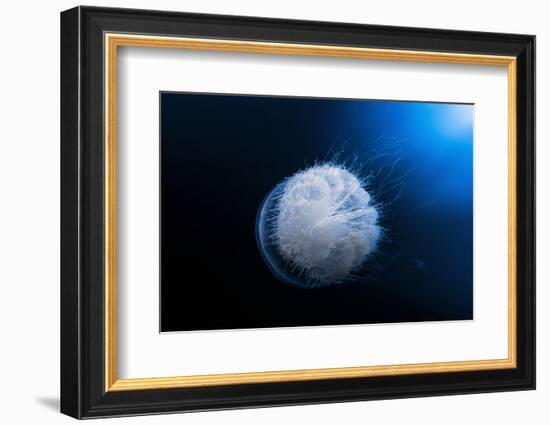 Jellyfish-Barathieu Gabriel-Framed Photographic Print