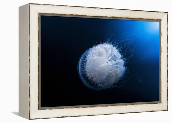 Jellyfish-Barathieu Gabriel-Framed Premier Image Canvas