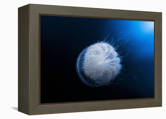 Jellyfish-Barathieu Gabriel-Framed Premier Image Canvas