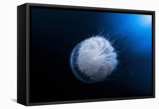 Jellyfish-Barathieu Gabriel-Framed Premier Image Canvas