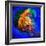 Jellyfish-Ursula Abresch-Framed Photographic Print