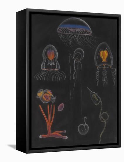 Jellyfish-Philip Henry Gosse-Framed Premier Image Canvas
