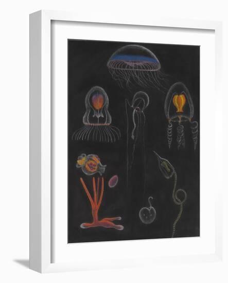 Jellyfish-Philip Henry Gosse-Framed Giclee Print