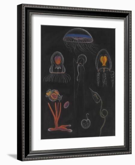 Jellyfish-Philip Henry Gosse-Framed Giclee Print