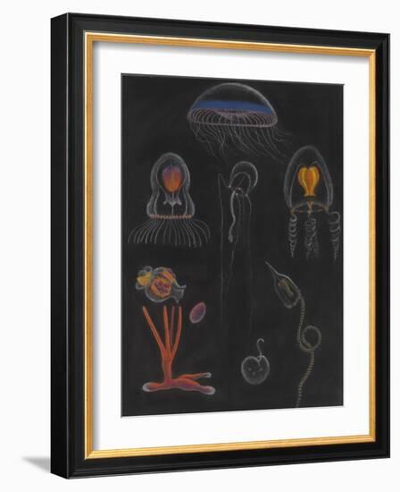 Jellyfish-Philip Henry Gosse-Framed Giclee Print