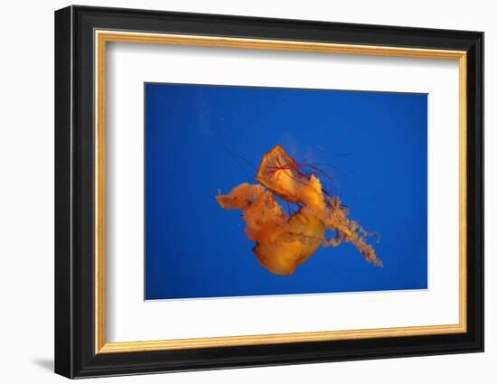 Jellyfish-Eagle-Framed Photographic Print