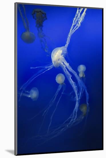 Jellyfishes on Dark Blue Background-PH OK-Mounted Photographic Print