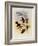 Jelski's Copper-Tail, Metallura Jelskii-John Gould-Framed Giclee Print