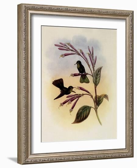 Jelski's Copper-Tail, Metallura Jelskii-John Gould-Framed Giclee Print