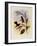 Jelski's Copper-Tail, Metallura Jelskii-John Gould-Framed Giclee Print