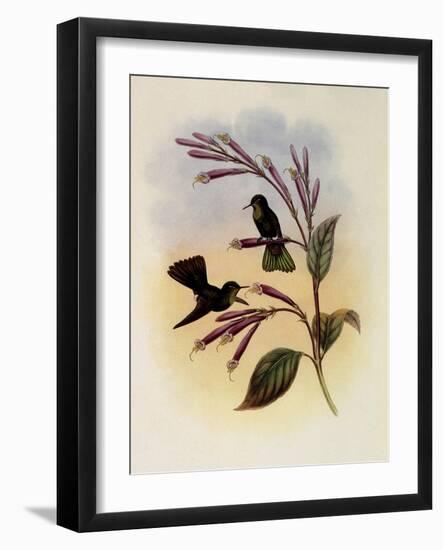 Jelski's Copper-Tail, Metallura Jelskii-John Gould-Framed Giclee Print