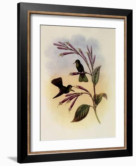 Jelski's Copper-Tail, Metallura Jelskii-John Gould-Framed Giclee Print