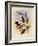 Jelski's Copper-Tail, Metallura Jelskii-John Gould-Framed Giclee Print