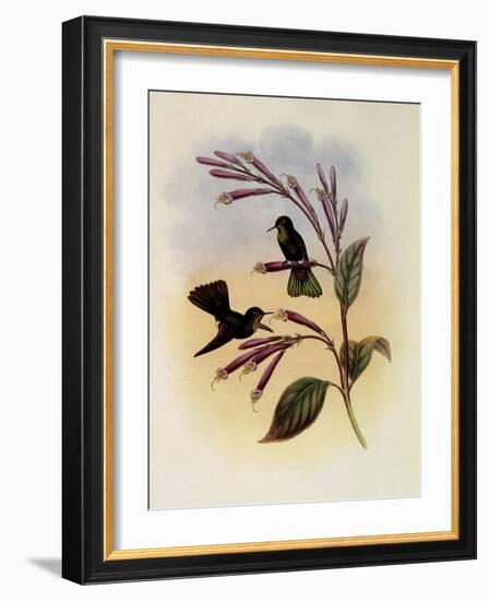 Jelski's Copper-Tail, Metallura Jelskii-John Gould-Framed Giclee Print