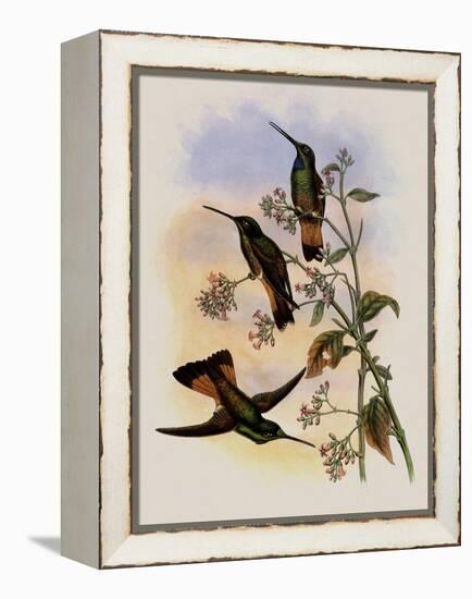 Jelski's Star-Frontlet, Helianthea Dichroura-John Gould-Framed Premier Image Canvas