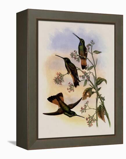 Jelski's Star-Frontlet, Helianthea Dichroura-John Gould-Framed Premier Image Canvas