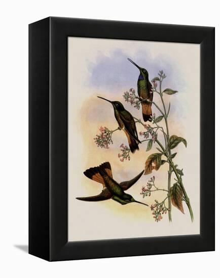 Jelski's Star-Frontlet, Helianthea Dichroura-John Gould-Framed Premier Image Canvas