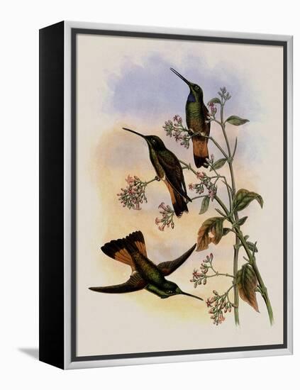 Jelski's Star-Frontlet, Helianthea Dichroura-John Gould-Framed Premier Image Canvas