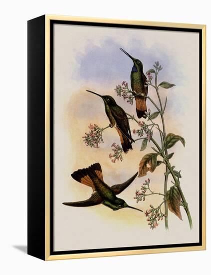 Jelski's Star-Frontlet, Helianthea Dichroura-John Gould-Framed Premier Image Canvas