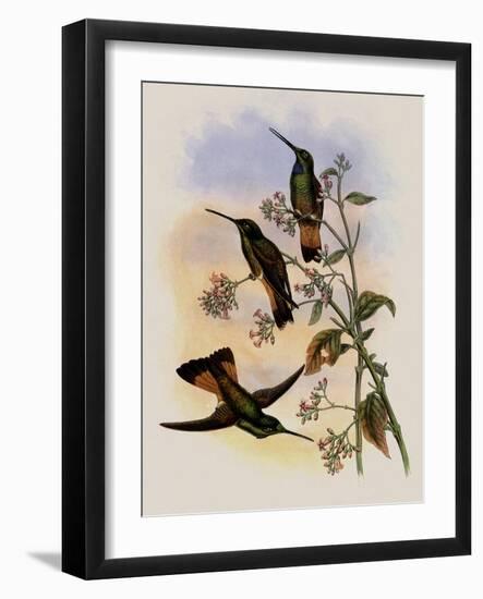 Jelski's Star-Frontlet, Helianthea Dichroura-John Gould-Framed Giclee Print