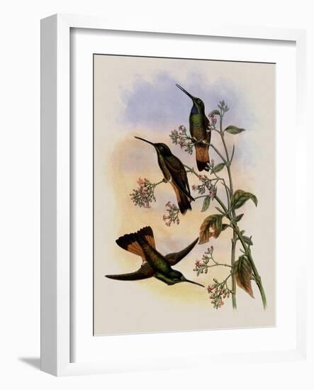 Jelski's Star-Frontlet, Helianthea Dichroura-John Gould-Framed Giclee Print