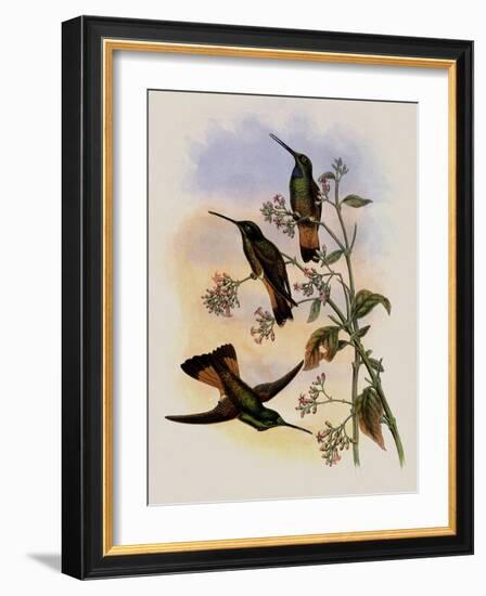 Jelski's Star-Frontlet, Helianthea Dichroura-John Gould-Framed Giclee Print