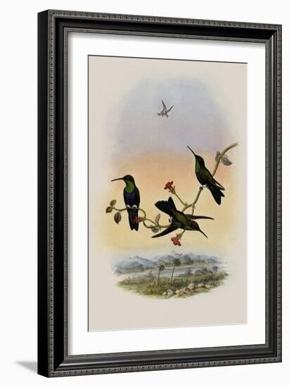 Jelski's Wood-Nymph, Thalurania Jelskii-John Gould-Framed Giclee Print