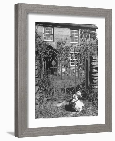 Jemima Puddle-Duck Posing in Front of Iron Gate Outside Beatrix Potter's Home-George Rodger-Framed Photographic Print