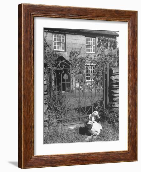 Jemima Puddle-Duck Posing in Front of Iron Gate Outside Beatrix Potter's Home-George Rodger-Framed Photographic Print