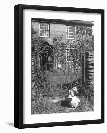 Jemima Puddle-Duck Posing in Front of Iron Gate Outside Beatrix Potter's Home-George Rodger-Framed Photographic Print