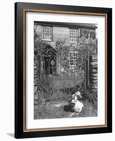 Jemima Puddle-Duck Posing in Front of Iron Gate Outside Beatrix Potter's Home-George Rodger-Framed Photographic Print