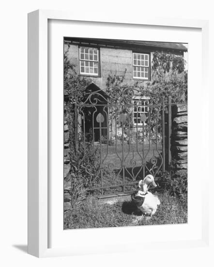 Jemima Puddle-Duck Posing in Front of Iron Gate Outside Beatrix Potter's Home-George Rodger-Framed Photographic Print