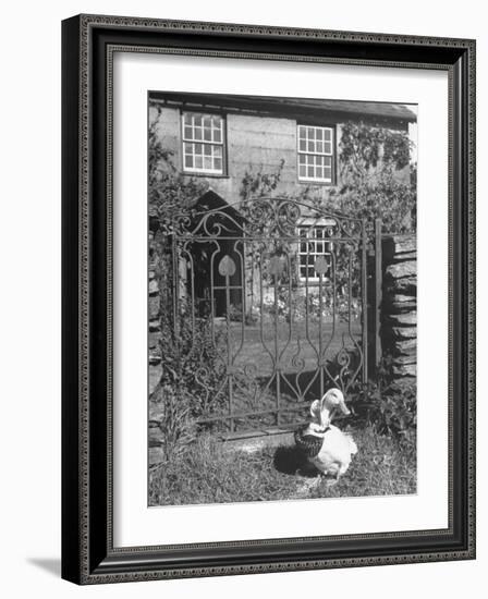 Jemima Puddle-Duck Posing in Front of Iron Gate Outside Beatrix Potter's Home-George Rodger-Framed Photographic Print