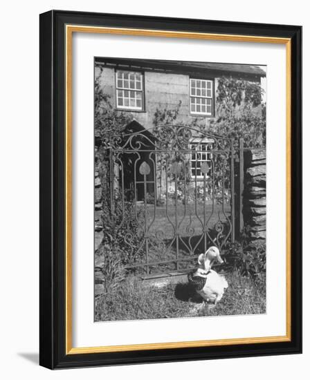 Jemima Puddle-Duck Posing in Front of Iron Gate Outside Beatrix Potter's Home-George Rodger-Framed Photographic Print