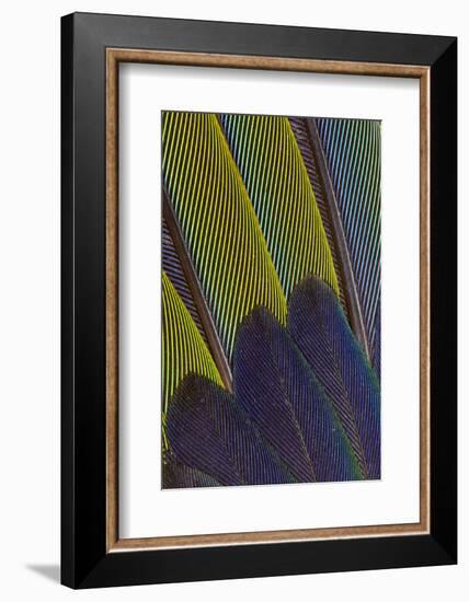 Jenday Conure Wing Feather Detail-Darrell Gulin-Framed Photographic Print