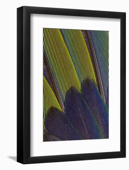 Jenday Conure Wing Feather Detail-Darrell Gulin-Framed Photographic Print