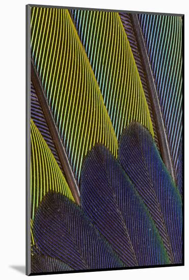 Jenday Conure Wing Feather Detail-Darrell Gulin-Mounted Photographic Print