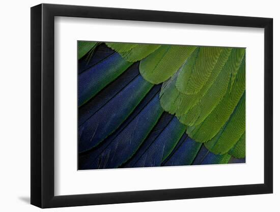 Jenday Conure-Darrell Gulin-Framed Photographic Print