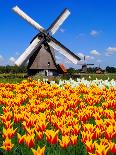 Dutch Windmills and Tulips-Jeni Foto-Photographic Print