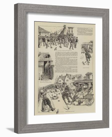 Jenkinson's Giraffe-William Ralston-Framed Giclee Print